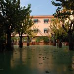 Saint Joseph Izmir: Arbre à mille peaux