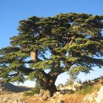 Aleteia: Le cèdre, arbre biblique qui élève le regard vers Dieu